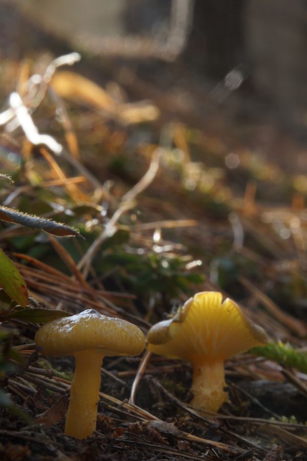 Hygrophorus hypothejus f. pinetorum